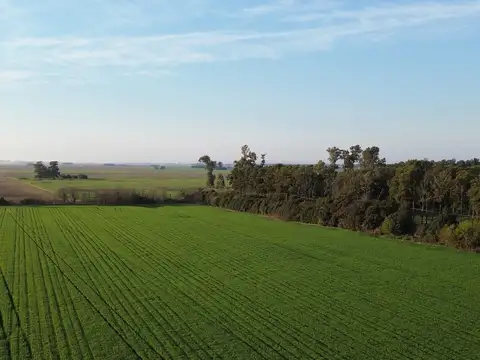 Campo en Venta de 25  ha