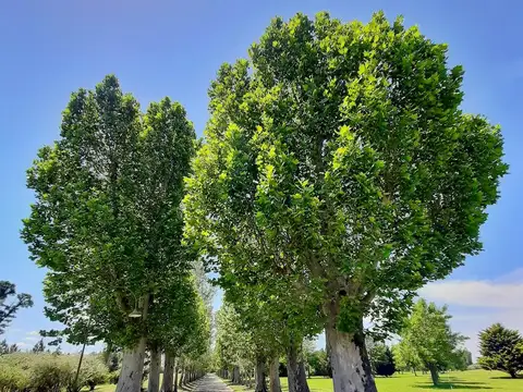 Lote en  LA RINCONADA, Ibarlucea