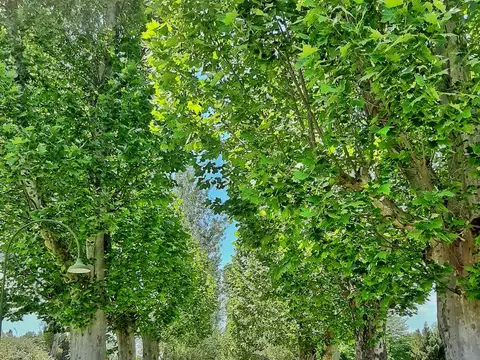 Terreno en Venta de 1036,0 m2
