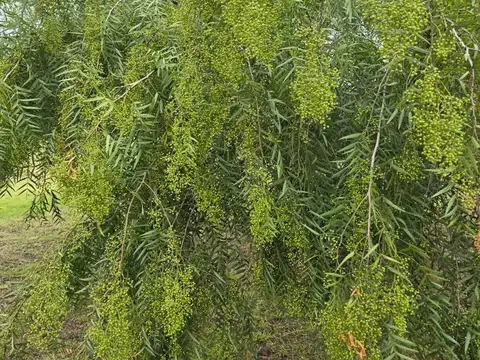 COMARCAS DE LUJAN BARRIO SANTA INES  LUJAN BUENOS AIRES