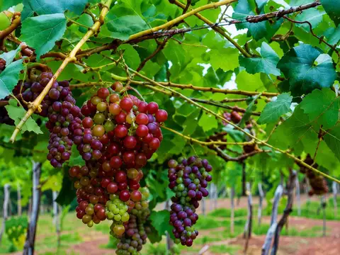 Finca productiva en venta