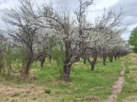 VENTA DE FINCA EN CUADRO BENEGAS - SAN RAFAEL