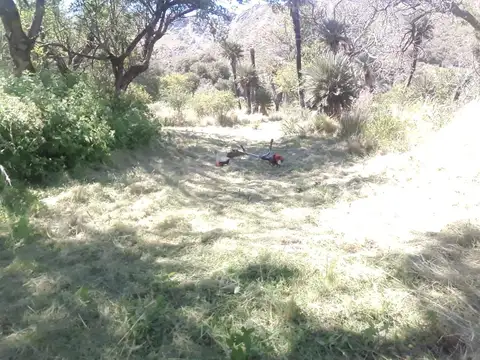 VENTA DE CAMPO 138 HECTÁREAS - SAN LUIS