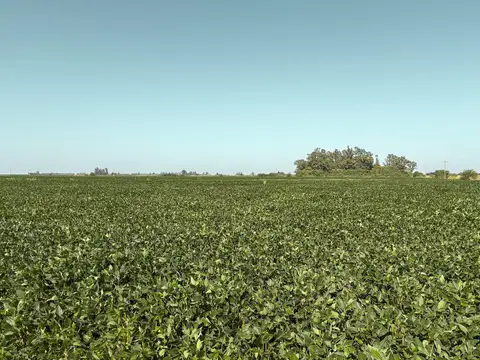 Cristo Rey - Soldini '14,9 has