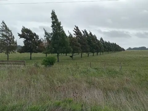 HECTAREAS  EN VENTA-VERÓNICA - PUNTA INDIO (25Ha)