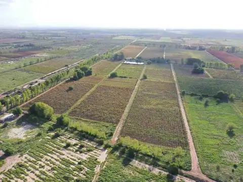 Finca productiva 50ha venta el central san martin