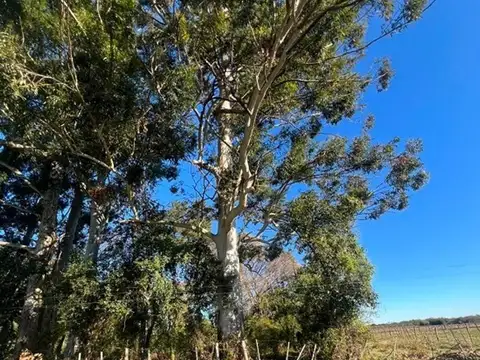 Camino Rural Libertador