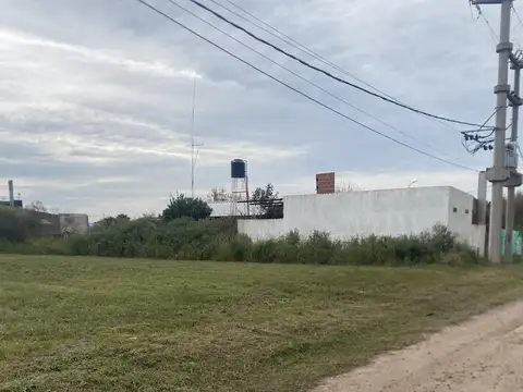 los lapachos y los nogales