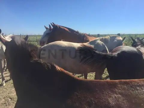 Venta de Campo, Isla en Baradero San Pedro, 6.800 Hectáreas