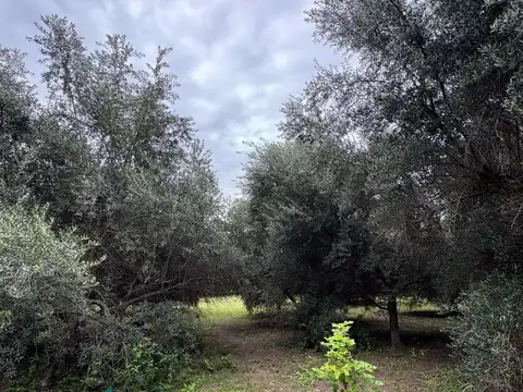 Terreno en Venta en Villa de las Rosas, USD 70.000