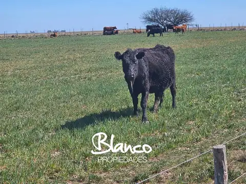 JUAN A PRADERE - BUENOS AIRES -