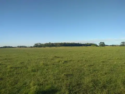 CAMPO DE 116 HECTAREAS Y MEDIA BAJO DE PRECIO 