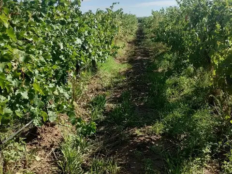 Venta de finca de 27 hectáreas en Ugarteche, Luján de Cuyo, Mendoza
