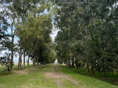 Domselaar muy buen campo de 392.5 h excelente ubicación