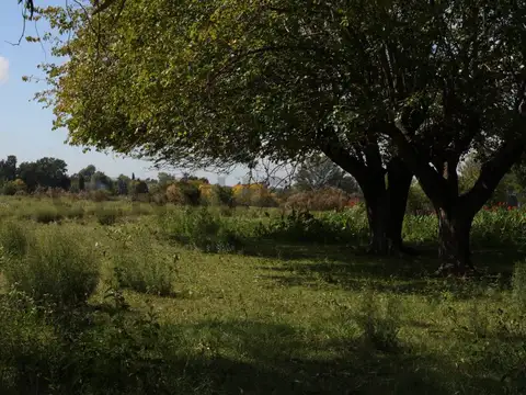 Terreno en Venta en Arturo Segui, USD 65.000