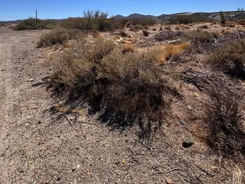 Doctor Riccardi Orestes 1600