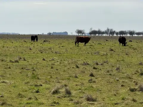 Campo en Venta - 372 Ha en Rauch