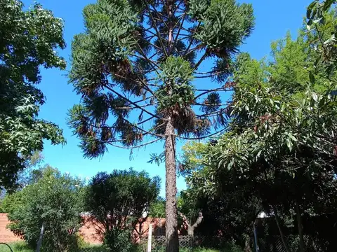Terreno en Venta 33  mts Fondo