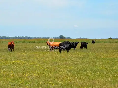 Terreno Campo  en Venta en Olavarría, Resto de la Provincia, Buenos Aires