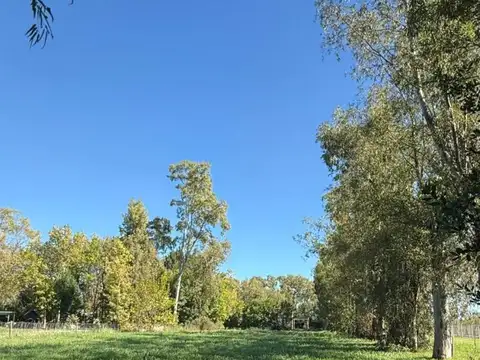 El Jacaranda