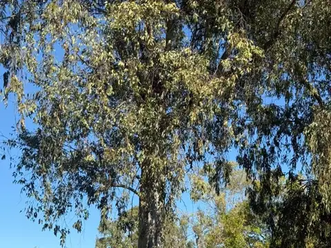 El Jacaranda
