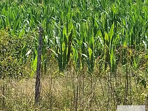 Campo en venta - 260.328Mts2 - Lobos