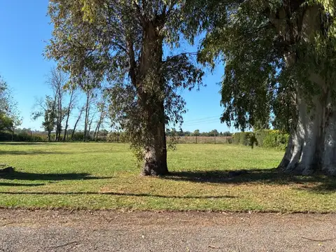 Las Casuarinas 400