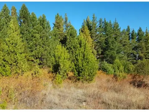Por el saturnino , Piso No definido