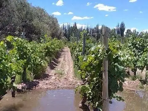 FINCA EN VENTA EN JUNIN
