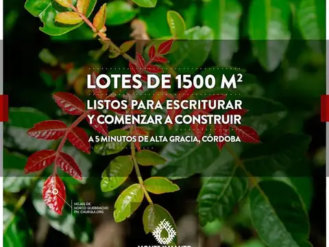 LOTES - MONTE & MANTO - ANISACATE