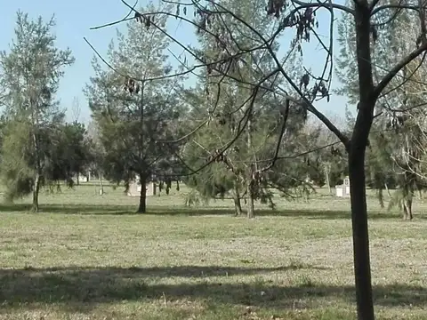 Lote 22