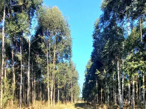 Campo en Venta Forestal