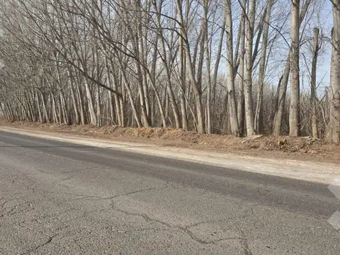 Alquiler de 1 Hectárea con frente de ruta, Añelo