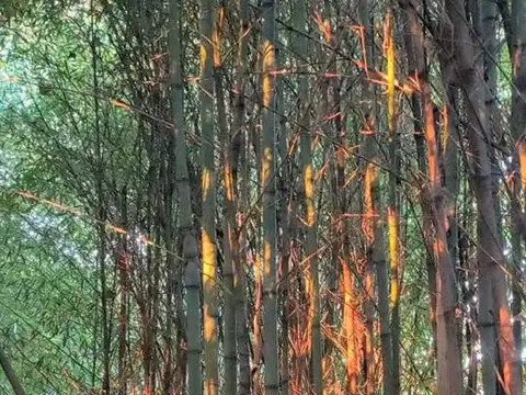 ISLA DELTA LAS TARARIRAS RIO CARAPACHAY KM 13,5 TIGRE