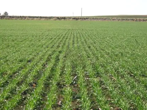 Camino Cura Malal