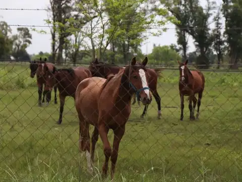 Ruta 6 s/n Km 146 lote 154 (Barrio Isla)