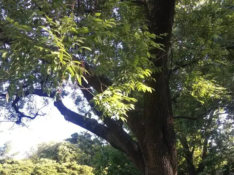 Terreno en Venta 42  mts Fondo