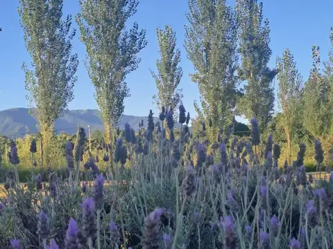 CAMARA, QUIJANO, SALTA