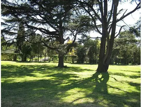 Pio Xii Lote / N° 28 - 3500