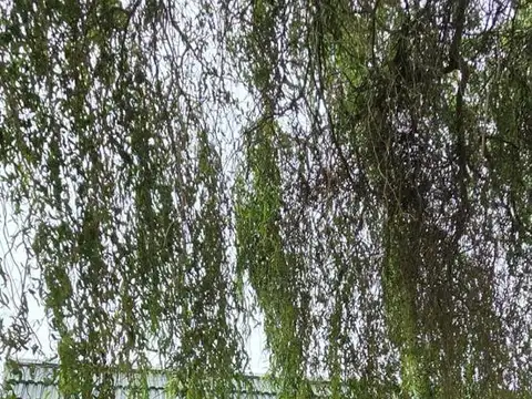 Casa en Alquiler de 1 dormitorio