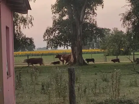 VENTA CAMPO  ROQUE PEREZ- PROVINCIA