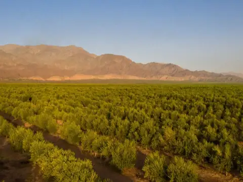 SE VENDE TERRENO CON OLIVARES, ALTOS DE TINOGASTA