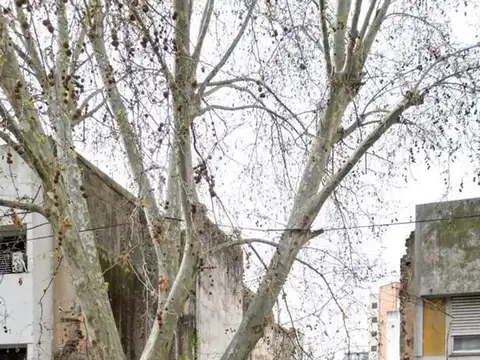 Terreno en Venta 29  mts Fondo