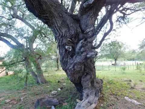 Campo en Venta de 25  ha