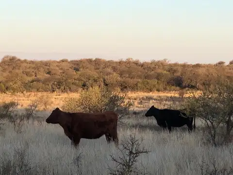 Campo en Venta de 417  ha