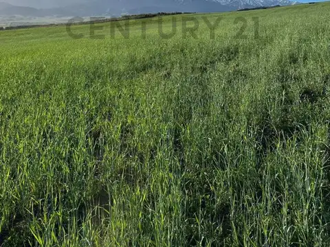 Century 21 López vende 3 propiedades en El Durazno, La Carrera, Tupungato, Valle