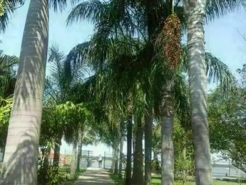 Quinta - Venta - Paraguay, Villa Hayes