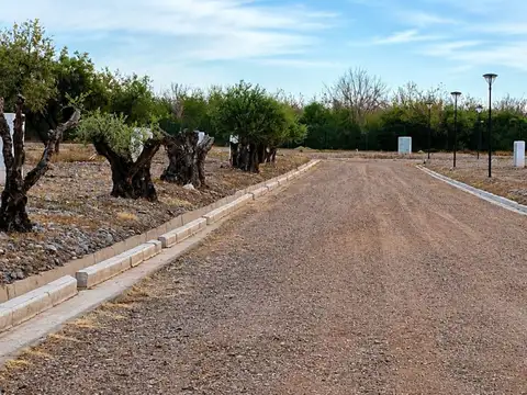 Bruno Morón 700