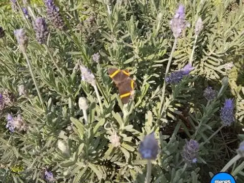 Terreno en Venta en Rosario, USD 85.000