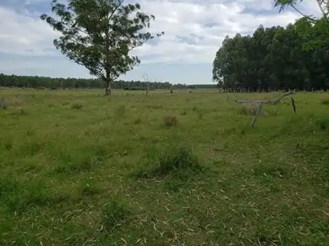 Campo para uso ganadería o Agricultura 